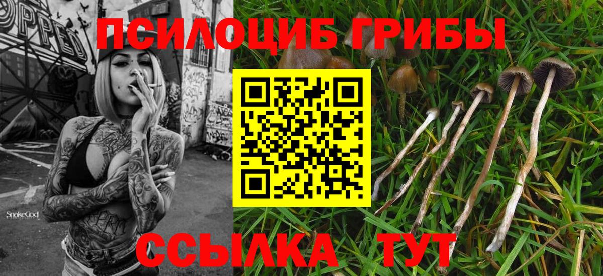 Галлюциногенные грибы Psilocybine cubensis Ковров